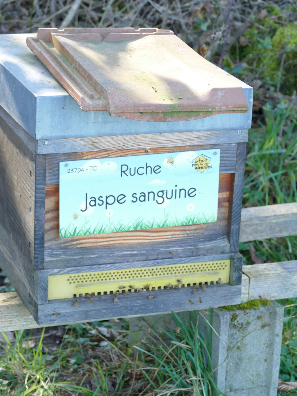 La ruche Jaspe sanguine