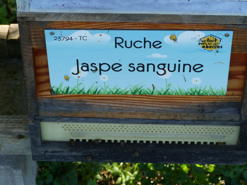 La ruche Jaspe sanguine