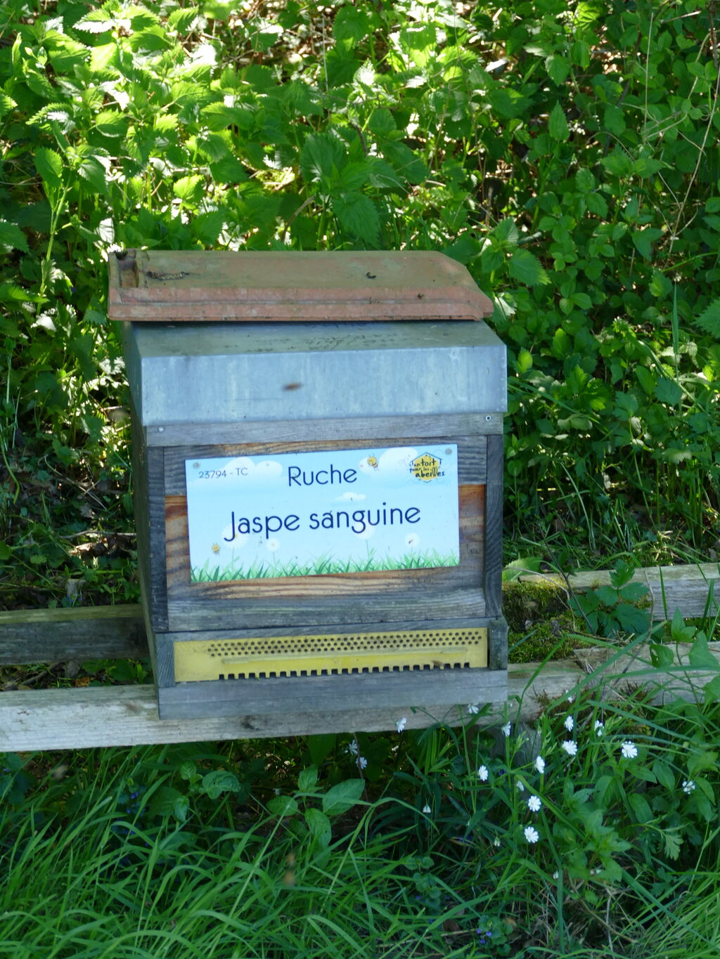 La ruche Jaspe sanguine