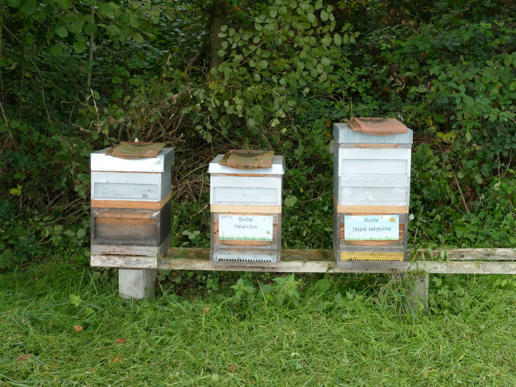 La ruche Jaspe sanguine