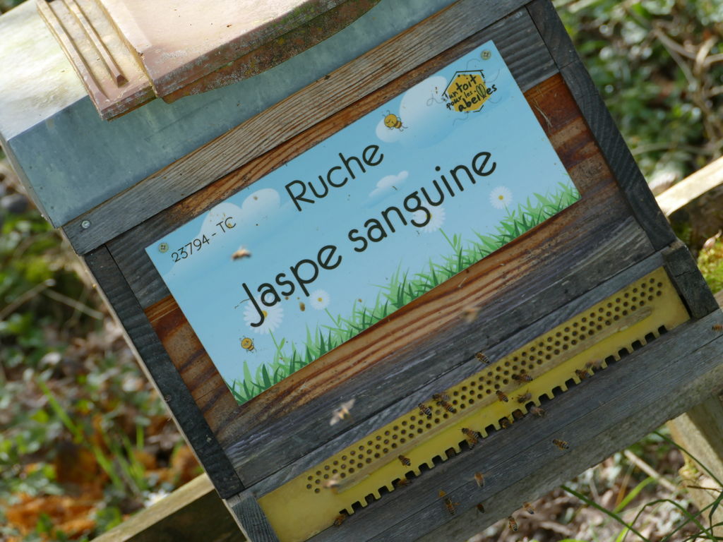 La ruche Jaspe sanguine