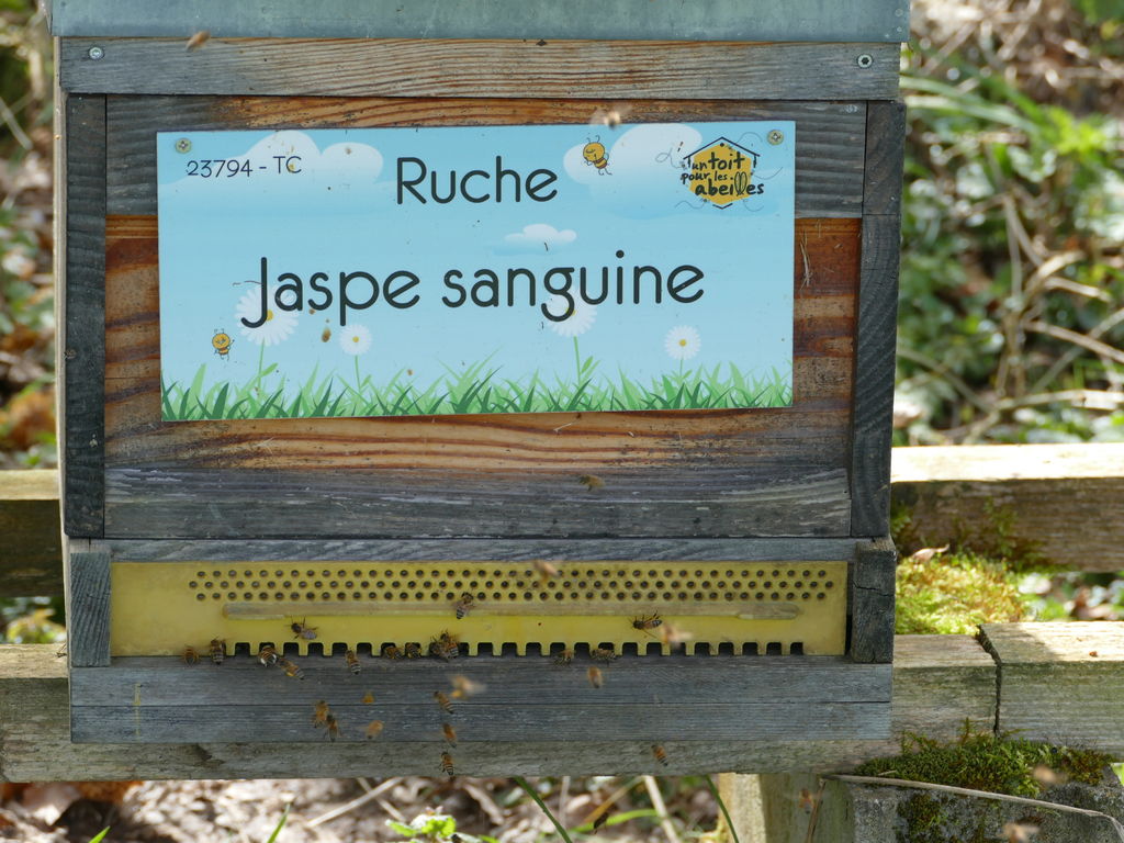 La ruche Jaspe sanguine