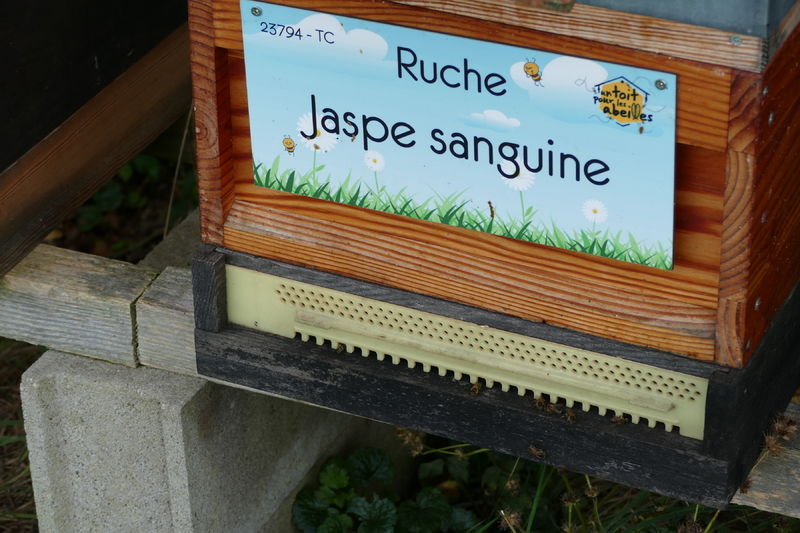 La ruche Jaspe sanguine