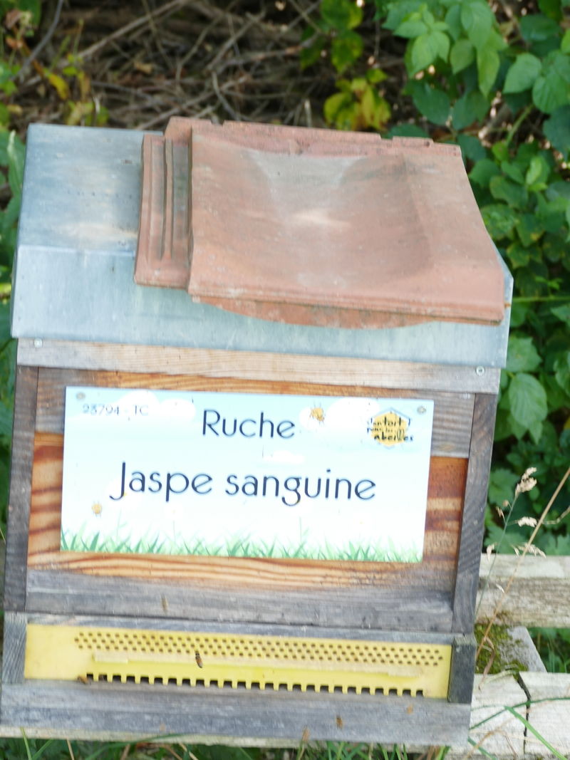 La ruche Jaspe sanguine