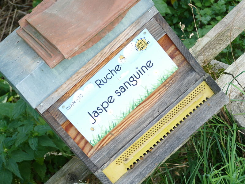 La ruche Jaspe sanguine