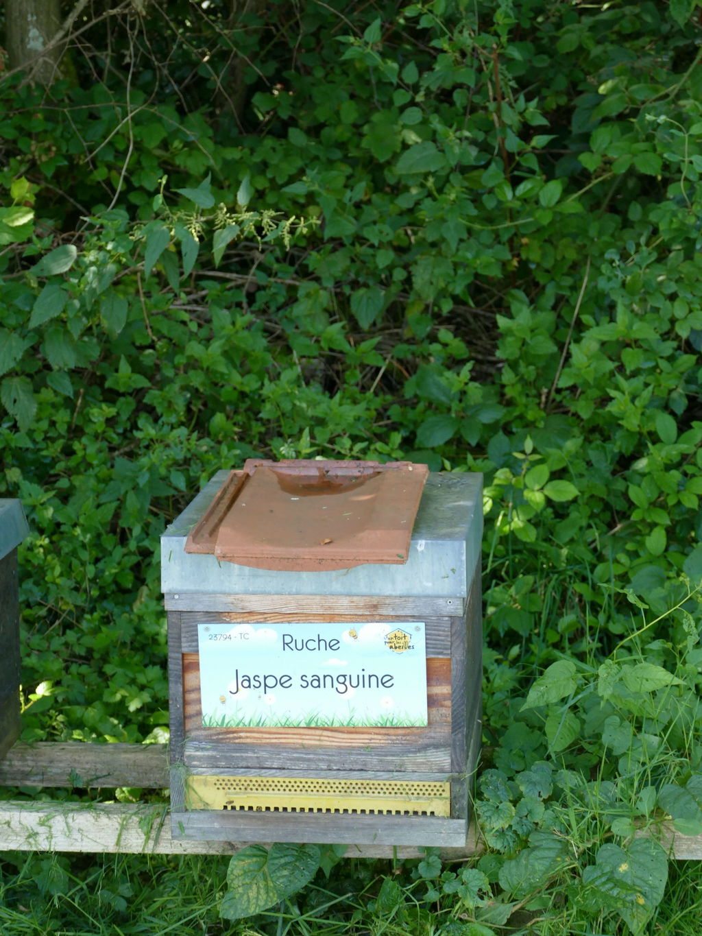 La ruche Jaspe sanguine