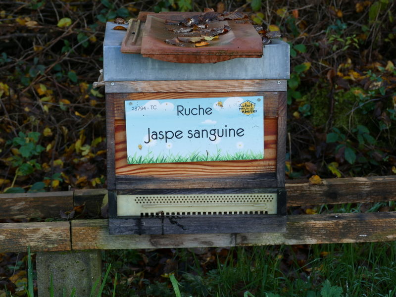 La ruche Jaspe sanguine