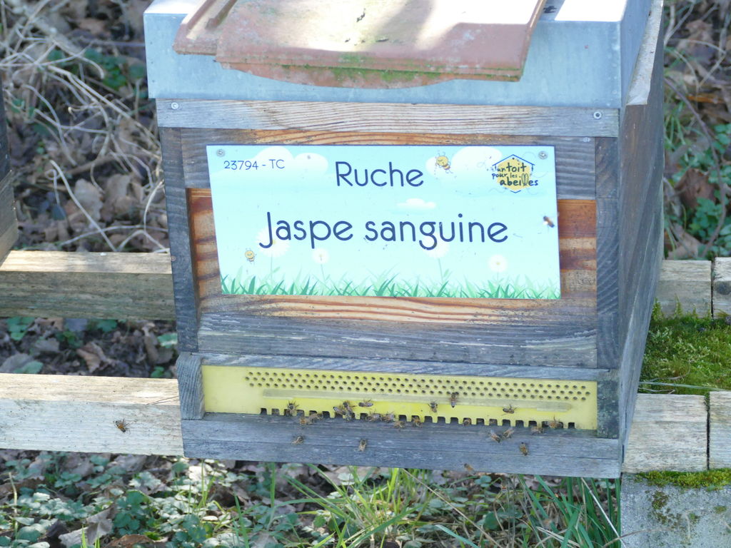 La ruche Jaspe sanguine