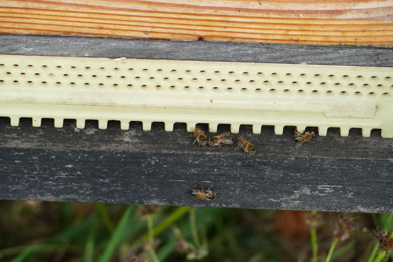 La ruche Jaspe sanguine