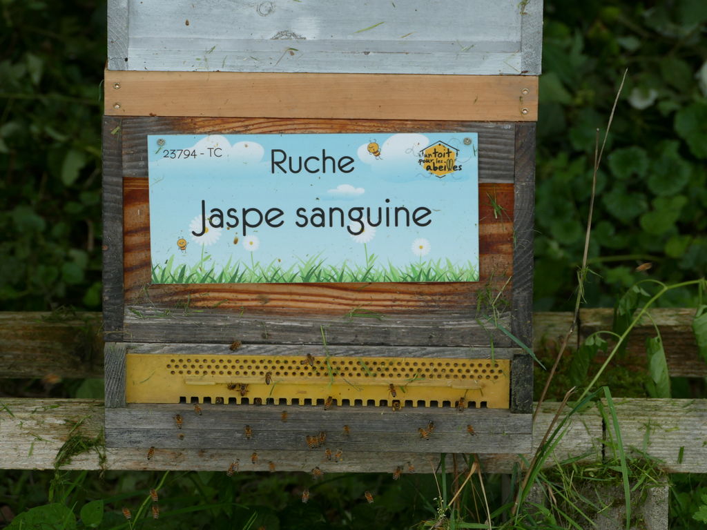 La ruche Jaspe sanguine