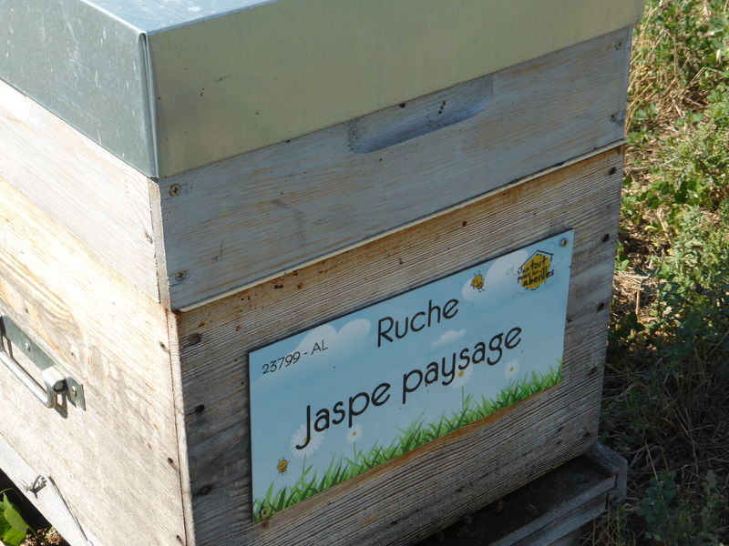 La ruche Jaspe paysage