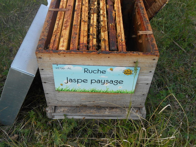 La ruche Jaspe paysage