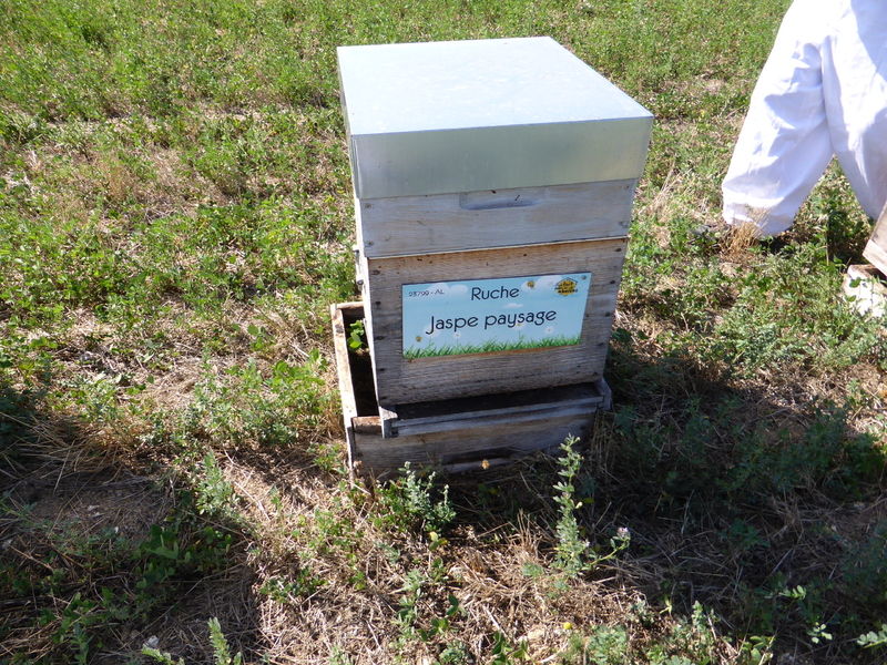 La ruche Jaspe paysage