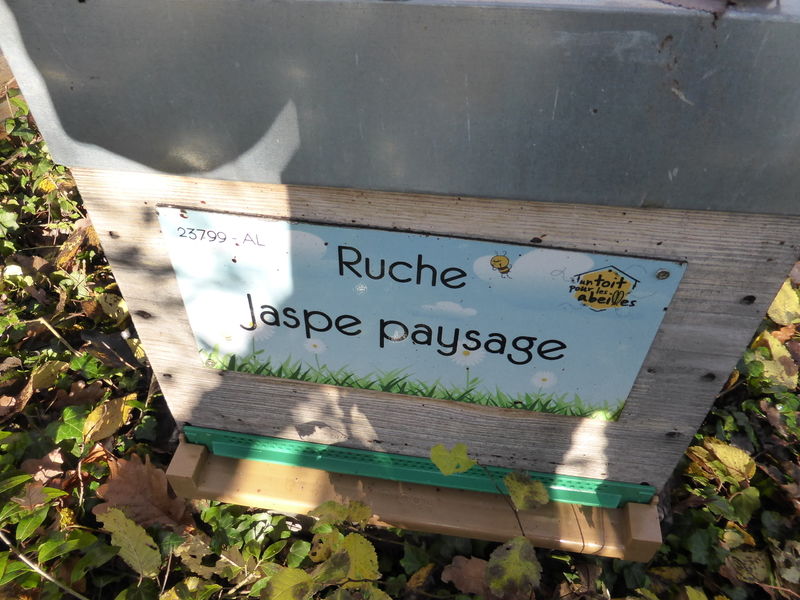 La ruche Jaspe paysage