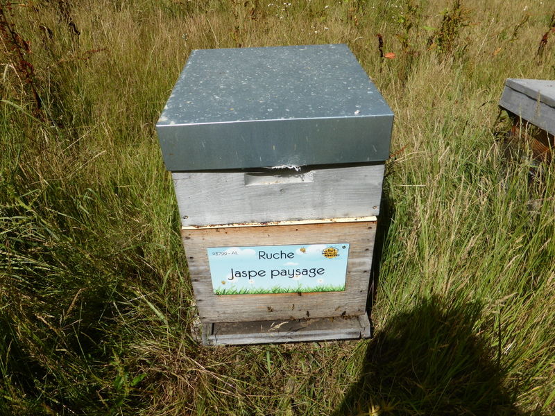 La ruche Jaspe paysage