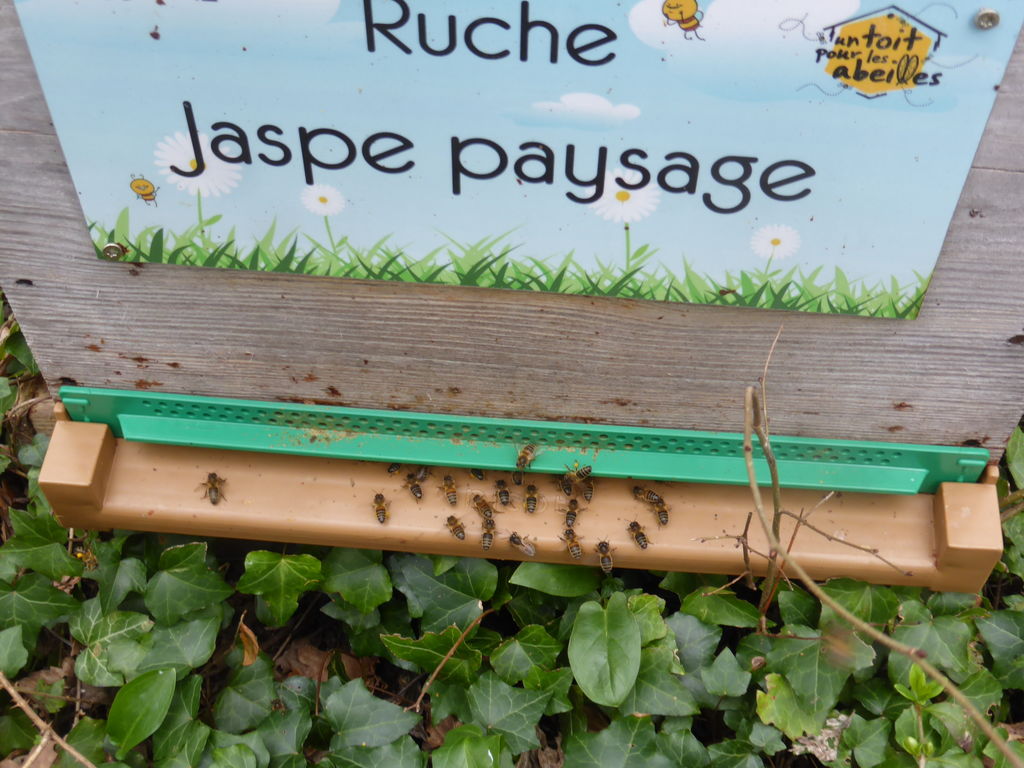 La ruche Jaspe paysage