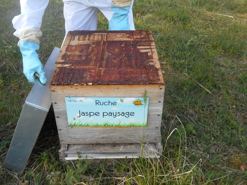 La ruche Jaspe paysage