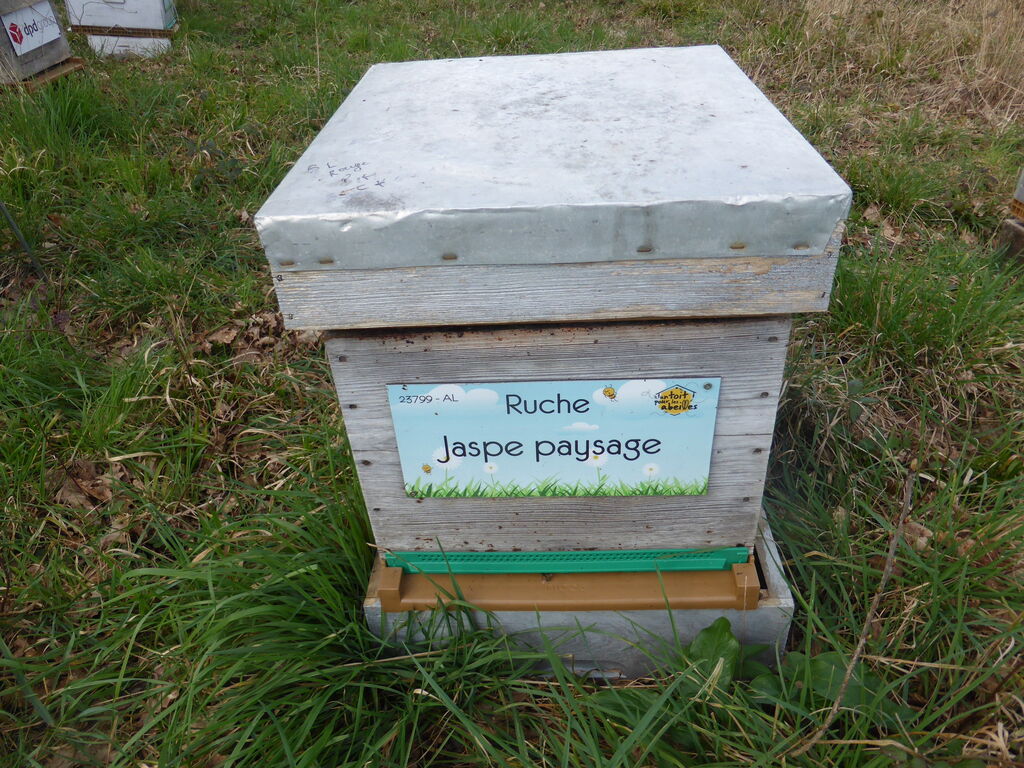 La ruche Jaspe paysage