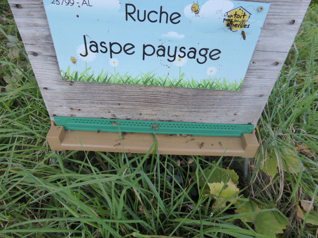 La ruche Jaspe paysage