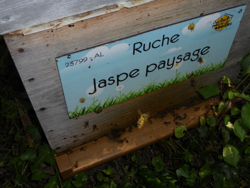 La ruche Jaspe paysage