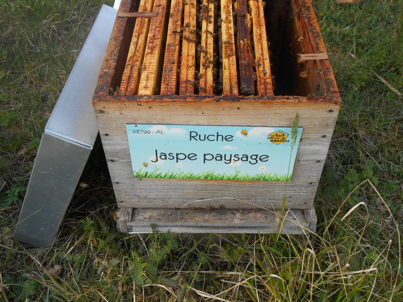 La ruche Jaspe paysage