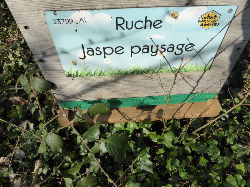 La ruche Jaspe paysage