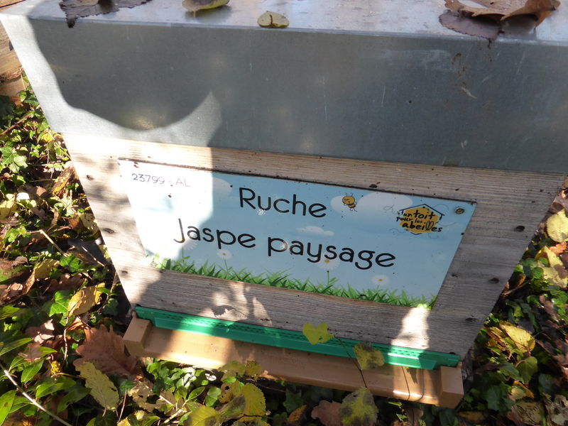 La ruche Jaspe paysage