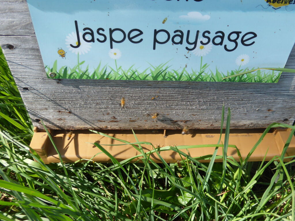 La ruche Jaspe paysage