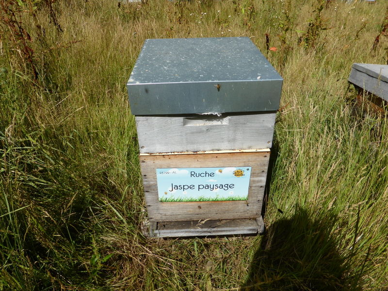La ruche Jaspe paysage