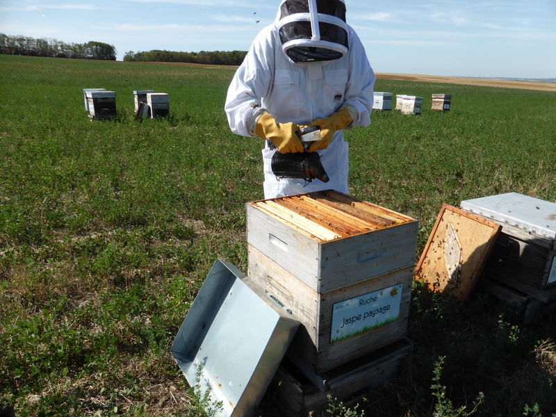 La ruche Jaspe paysage