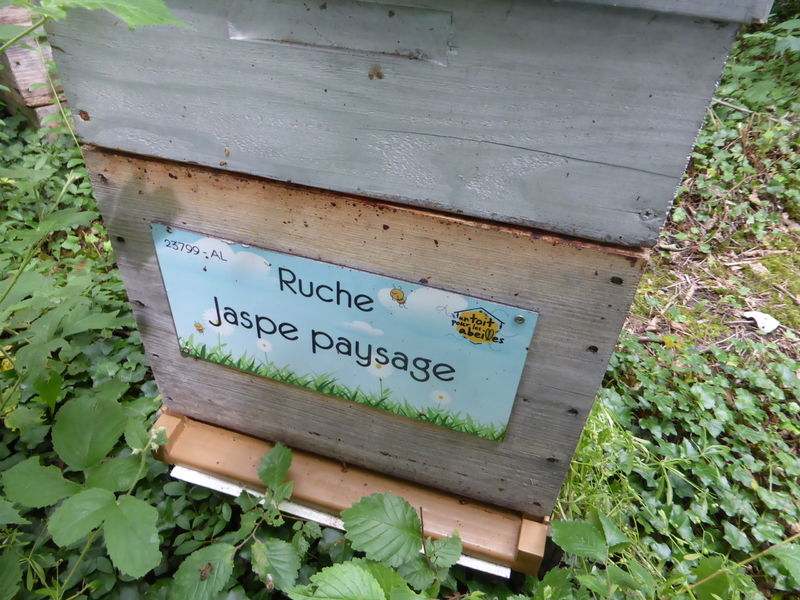 La ruche Jaspe paysage