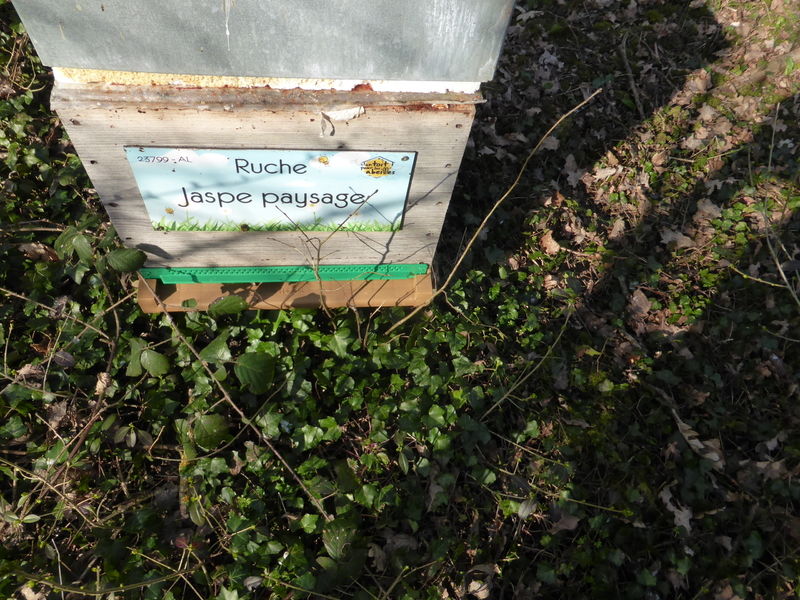 La ruche Jaspe paysage