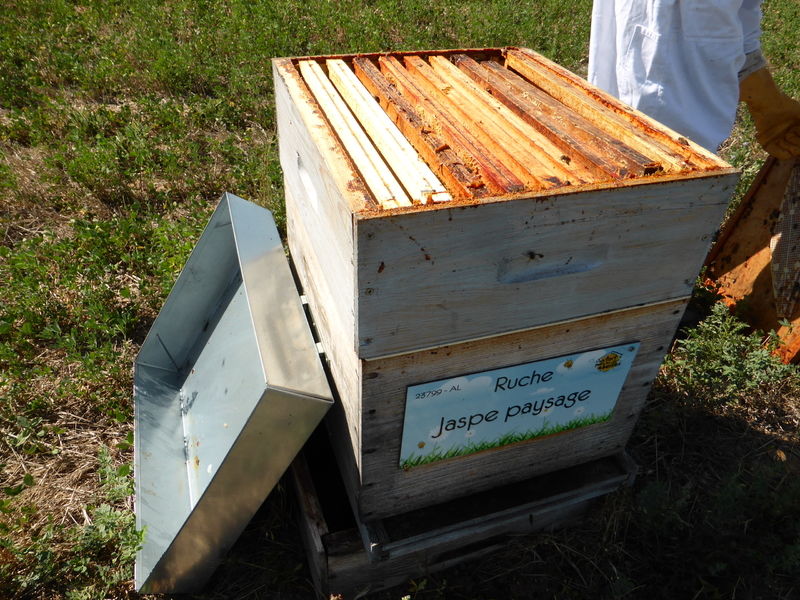 La ruche Jaspe paysage