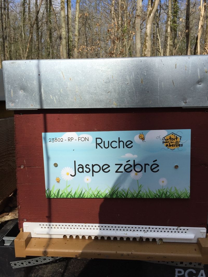 La ruche Jaspe zébré