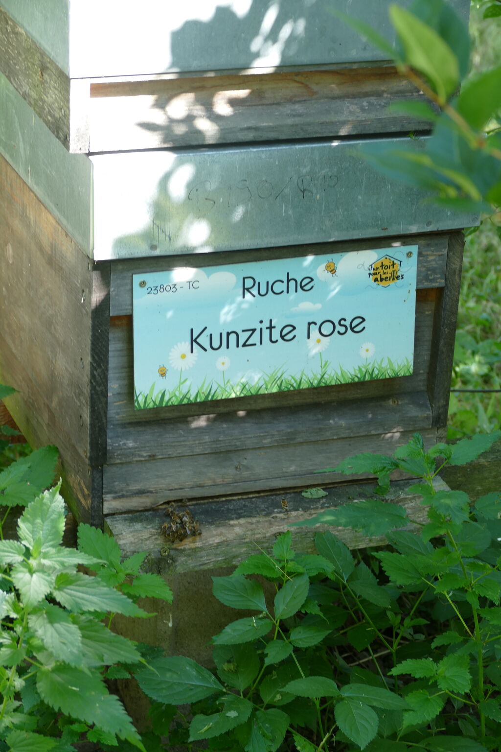 La ruche Kunzite rose