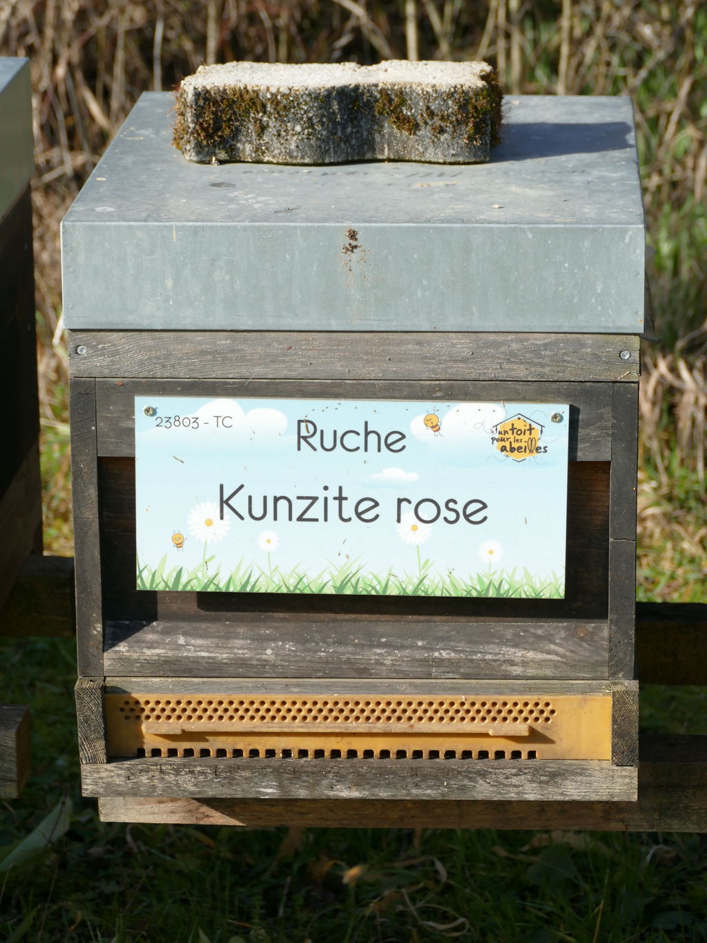 La ruche Kunzite rose