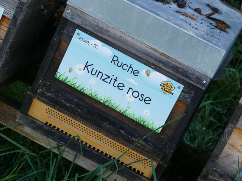 La ruche Kunzite rose