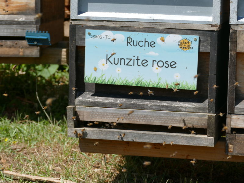 La ruche Kunzite rose