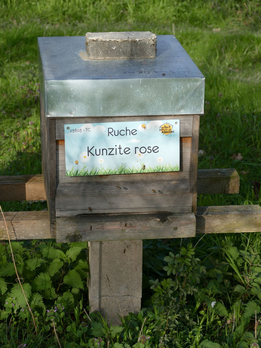 La ruche Kunzite rose