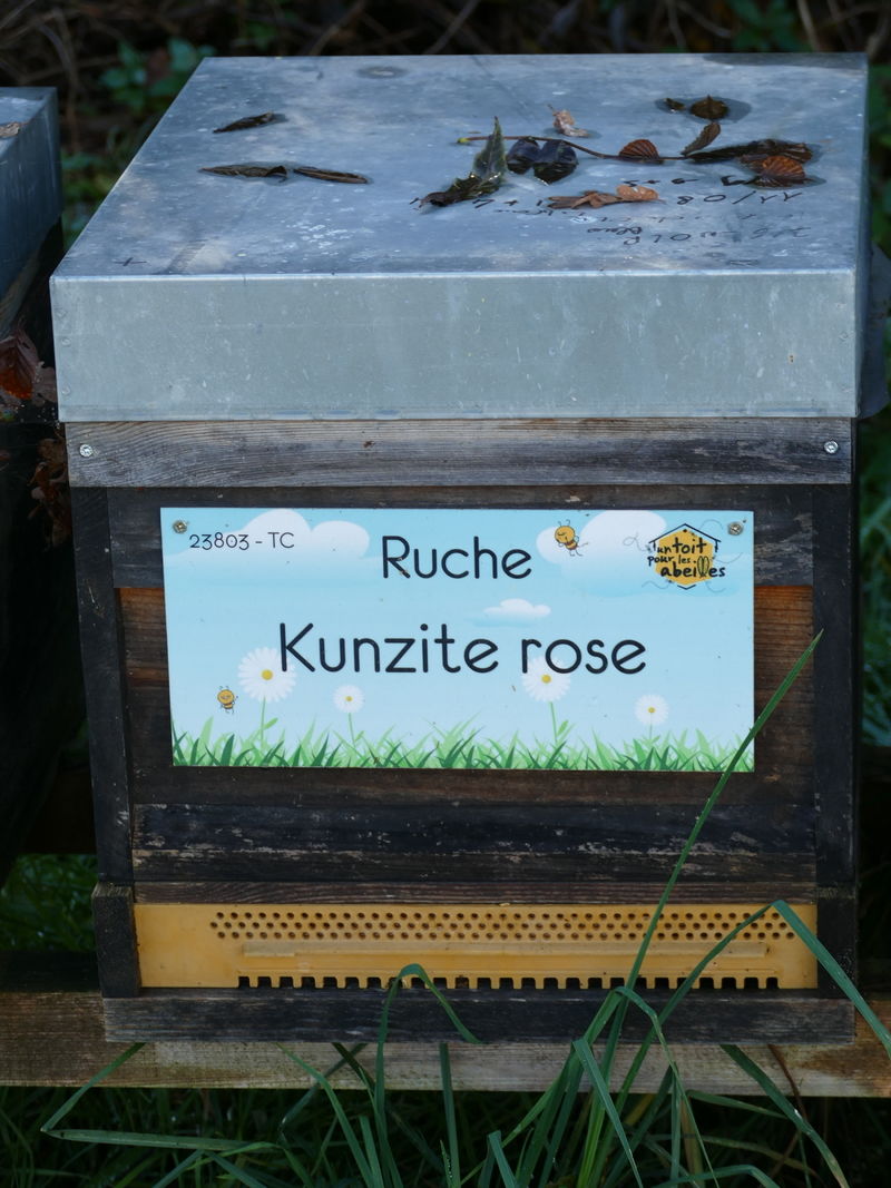 La ruche Kunzite rose