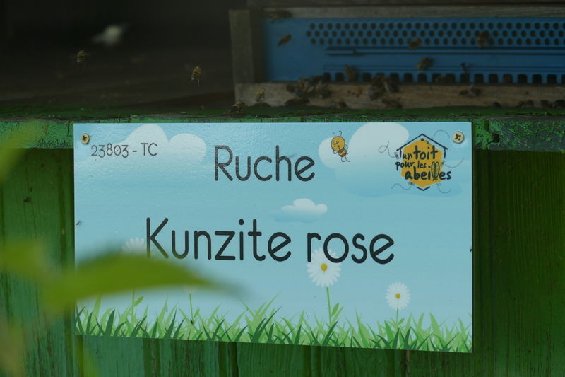 La ruche Kunzite rose