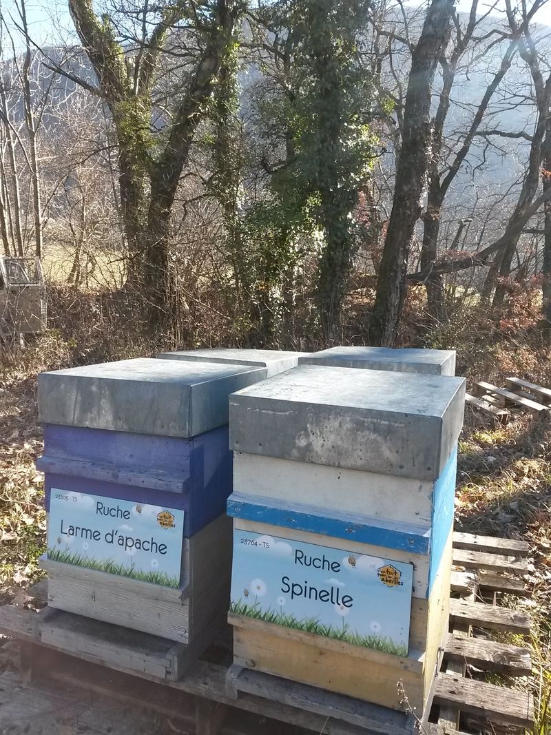 La ruche Larme d