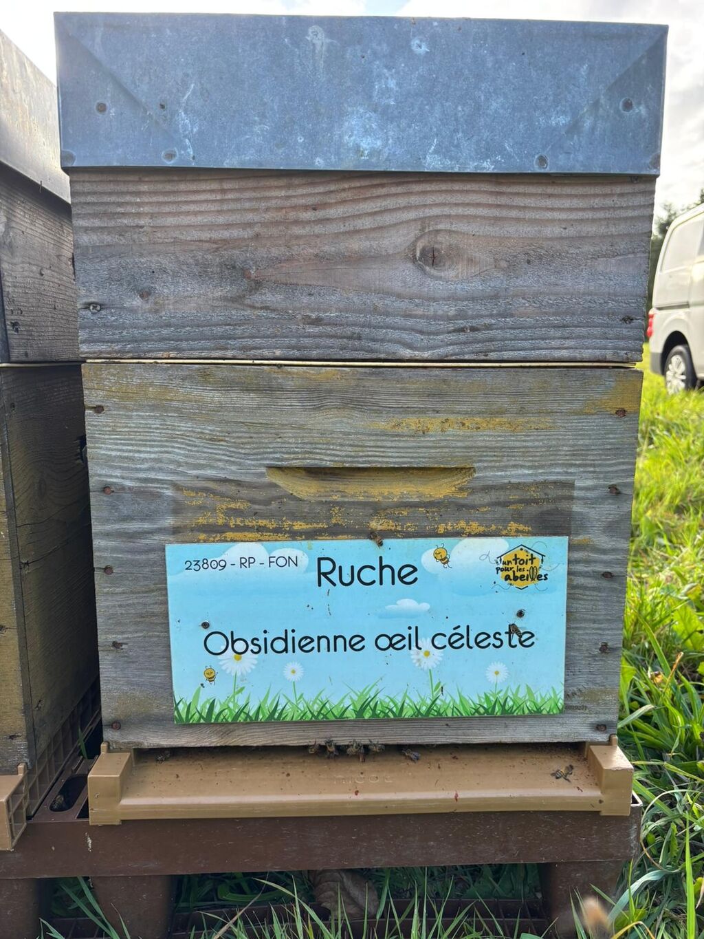 La ruche Obsidienne œil céleste