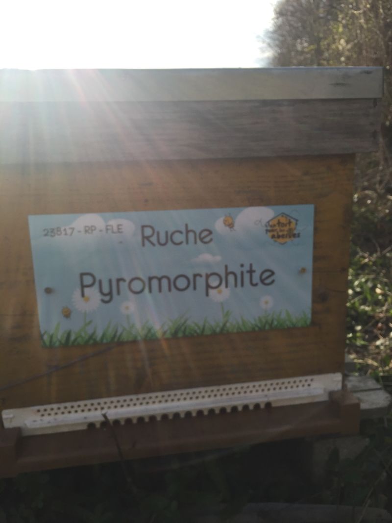 La ruche Pyromorphite