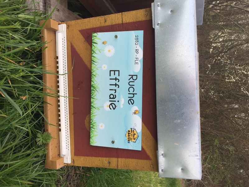 La ruche Effraie