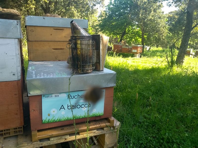 La ruche A baiocca