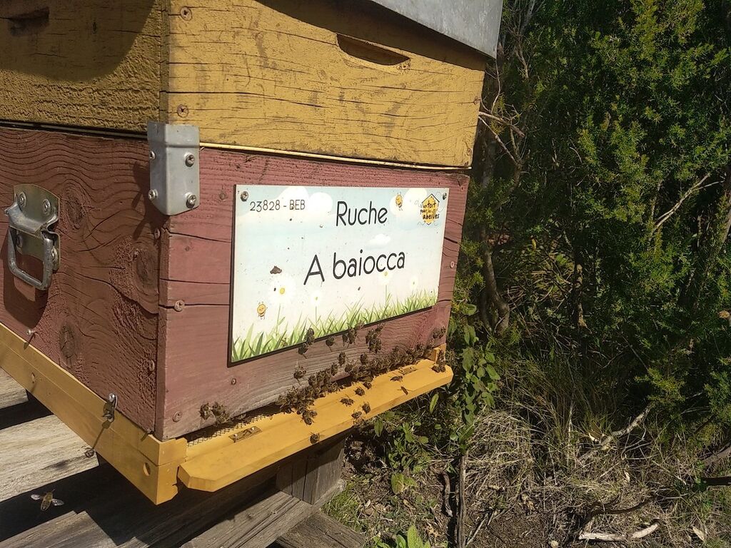 La ruche A baiocca