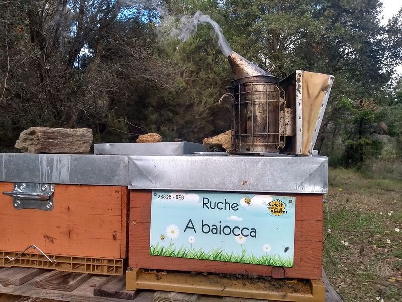La ruche A baiocca
