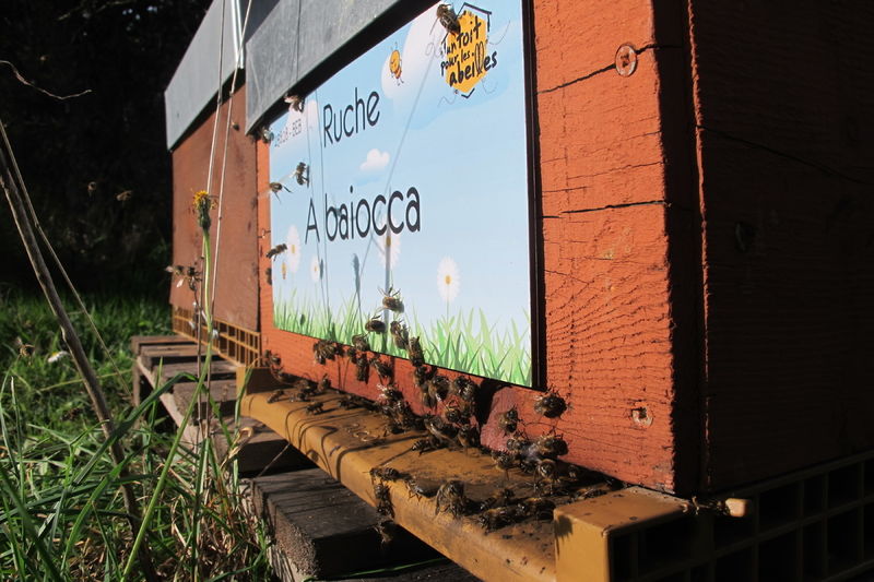 La ruche A baiocca