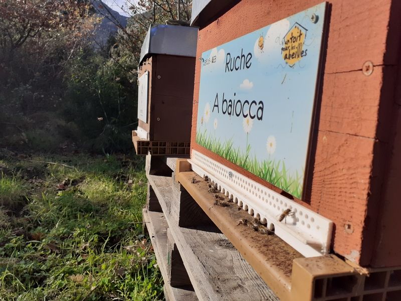 La ruche A baiocca